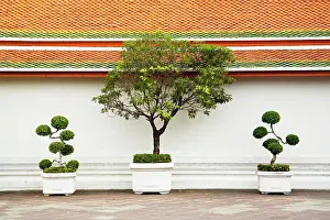 Poise: Tree