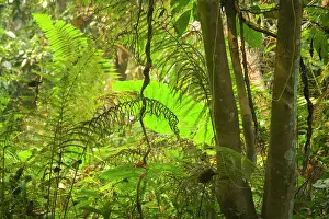 Tendril: Tree