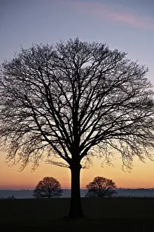 Shropshire: Tree