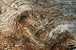 Ageing: Tree