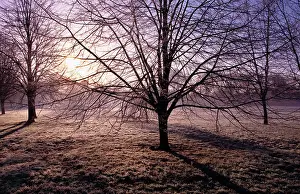 Radiant: Tree