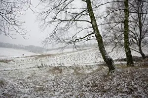 Nostalgic: Tree
