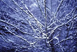 Tough: Tree