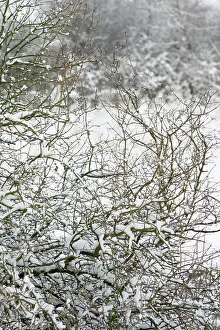 Intricate: Tree