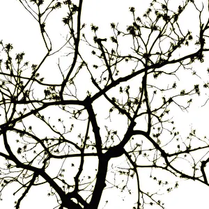 Sensational: Tree