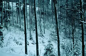 Mystery: Tree