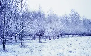 Blended: Tree
