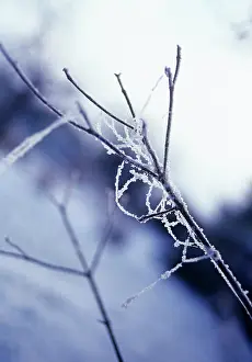 Pure: Tree