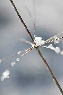 Persistence: Tree