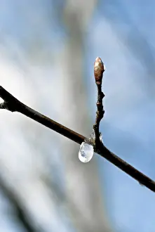 Moisture: Tree