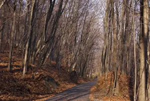 Relationship: Tree