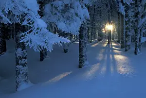 Cool: Tree