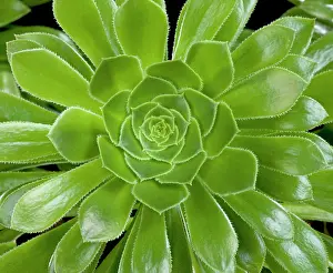 Aeonium: Tree Aeonium - leaves