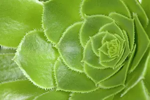 Aeonium: Tree Aeonium - leaves