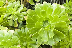 Rosette: The tree aeonium or tree houseleek (Aeonium arboreum)