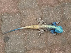 Agamas: Tree Agama