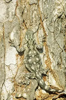 Agamas: Tree Agama - well camouflaged female at a tree trunk