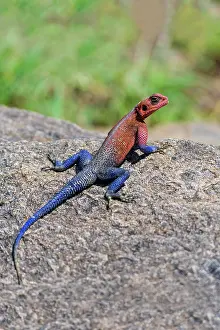 Dragon: Tree Agama Lizard, Masai Mara National Reserve