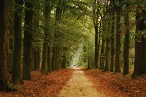 Roads: Tree alley with a deer, Netherlands