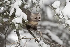 Hunt: In the tree... American pine marten (Martes americana) in the snow