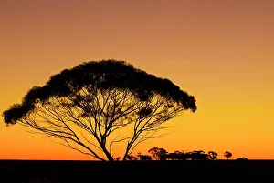 Timothy: A tree in the Australian Outback is silhouetted