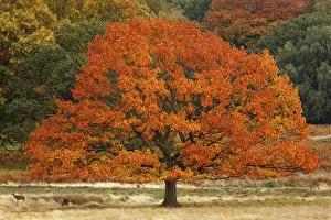 Richmond: Tree with autumn foliage and deers below - Richmond