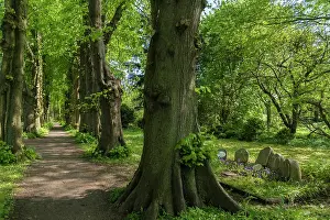 Avenue: Tree avenue along the cemetery, Sieseby, Thumby