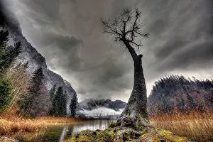 Gloomy: Tree with bare branches in front of grey clouds