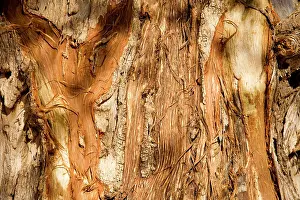 Rubbing: Tree Bark damaged by African Elephants rubbing