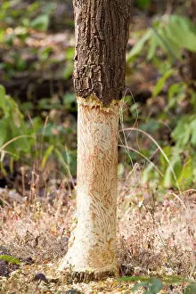 Indica: Tree - bark eaten by Indian Porcupine (Hystrix indica)