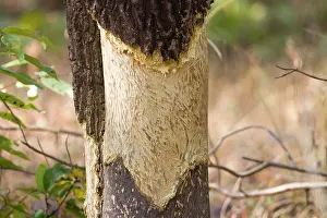 Indica: Tree - bark eaten by Indian Porcupine (Hystrix indica)
