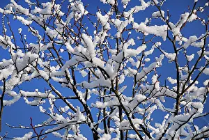 Mayo: Tree