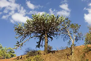Candelabra: Tree - Candelabra euphorbia