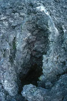Mold: Tree Cast by Lava