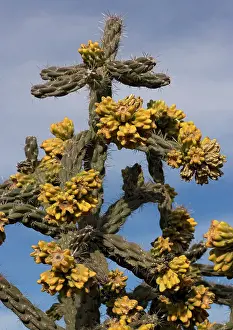 Cholla: Tree cholla. A desert cactus and shrub