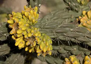Cholla: Tree cholla. A desert cactus and shrub