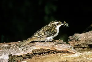 Certhia: TREE CREEPER