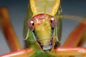 Katydid: Tree cricket