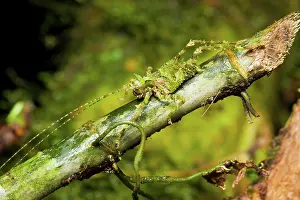 Sticks: Tree Cricket - camouflaged in mossy sticks