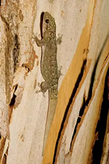 Dtella: Tree dtella