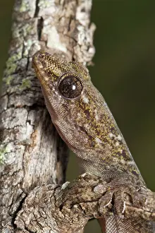 Geckoes: Tree Dtella