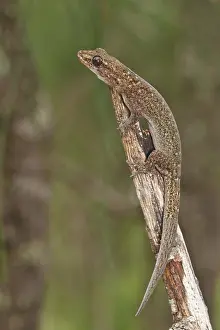 Geckoes: Tree Dtella