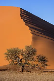 Naukluft: Tree in front of a dune, Sossusvlei, Namib desert