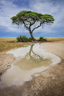 Puddle: A tree at the edge of the salt pan is reflected