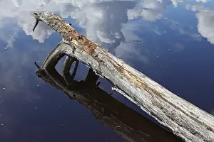 Damage: Tree fallen down in water at lake Nurmiselka with reflection of cloudy spring weather on lake surface
