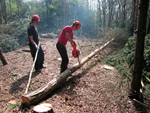 Machinery: Tree felling