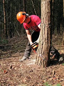 Machinery: Tree felling
