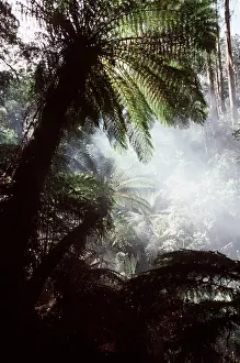 Ferns: TREE FERN