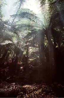 Ferns: TREE FERN