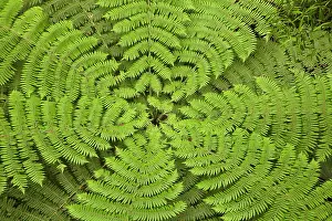 Frond: Tree fern, A.H. Reed Memorial Kauri Park